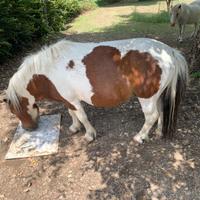 Mini poni