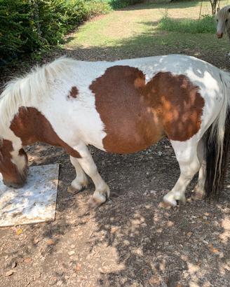 Mini poni