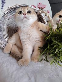 Gattina scottish gold