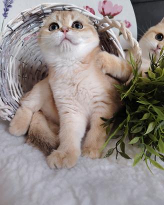 Gattina scottish gold