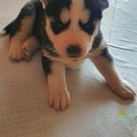 Disponibili cuccioli Husky siberiano