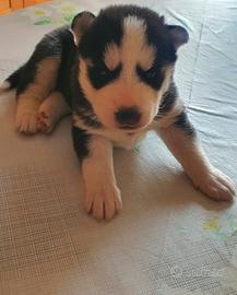 Disponibili cuccioli Husky siberiano