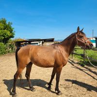 Cavallo Arabo Purosangue