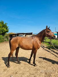 Cavallo Arabo Purosangue