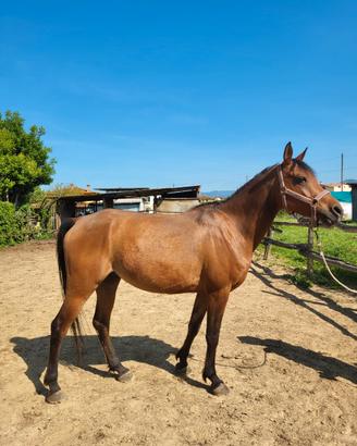 Cavallo Arabo Purosangue