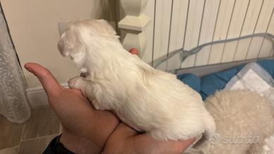 Cuccioli di Maltipoo