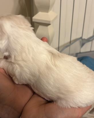 Cuccioli di Maltipoo