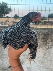 Galletti Amorok di (4 mesi )