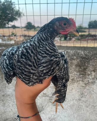 Galletti Amorok di (4 mesi )