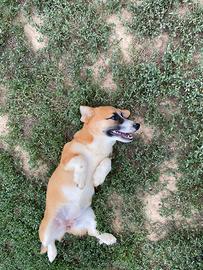Corgi Pembroke