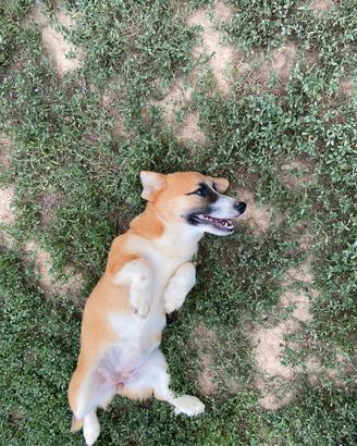 Corgi Pembroke