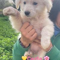 Cane bianco taglia media vaccino