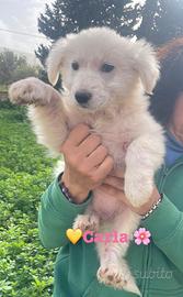 Cane bianco taglia media vaccino