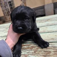 Cuccioli Labrador neri con pedigree enci