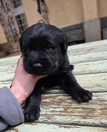 Cuccioli Labrador neri con pedigree enci