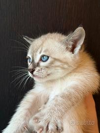 Alta genetica Bengal snow Charcoal Occhi Azzurri