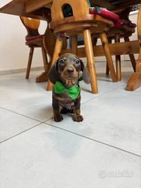 STUPENDO Bassotto CIOCCOLATO A PELO CORTO Pedigree