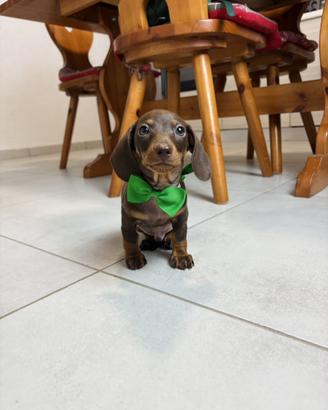 STUPENDO Bassotto CIOCCOLATO A PELO CORTO Pedigree