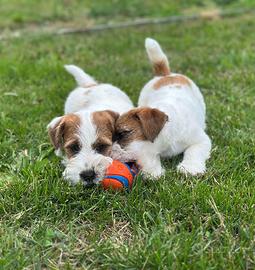 Jack Russell terrier maschio
