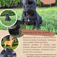 Bulldog francese pedigree Enci fci