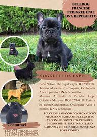 Bulldog francese pedigree Enci fci