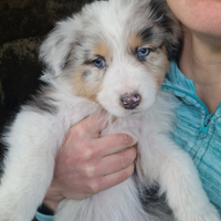 Cuccioli pastore australiano