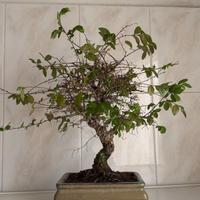 Bonsai giapponese sempreverde