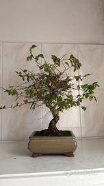 Bonsai giapponese sempreverde