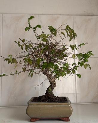Bonsai giapponese sempreverde