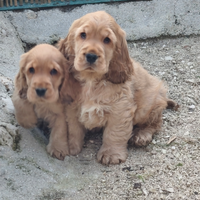 Cocker pedigree enci