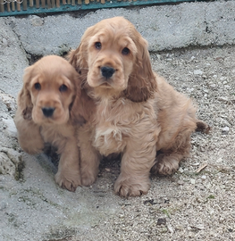 Cocker pedigree enci