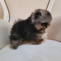 Cuccioli pomerania