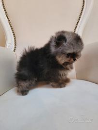 Cuccioli pomerania