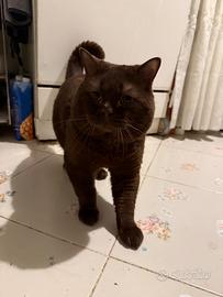 British shorthair chocolate