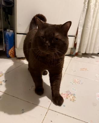 British shorthair chocolate