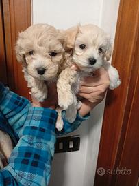 Maltipoo Mini Toy maschietto