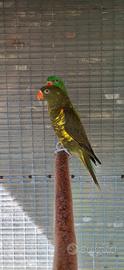 lorichetto petto a scaglie  trichoglossus 