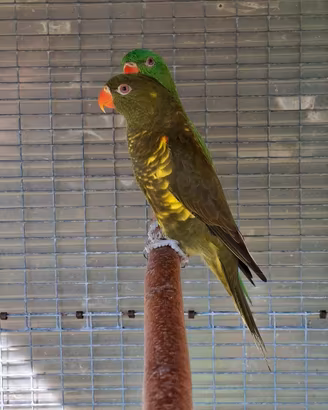 lorichetto petto a scaglie  trichoglossus 