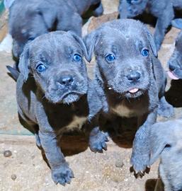 Cuccioli di Cane Corso