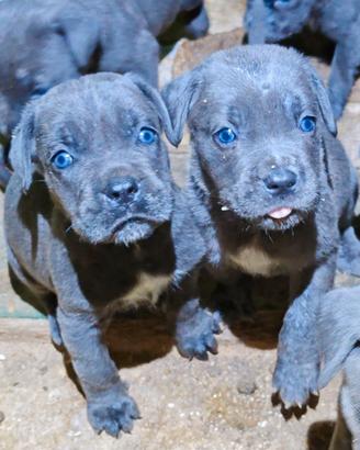 Cuccioli di Cane Corso