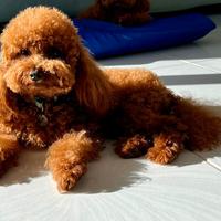 Barboncino mini toy red disponibile per monta
