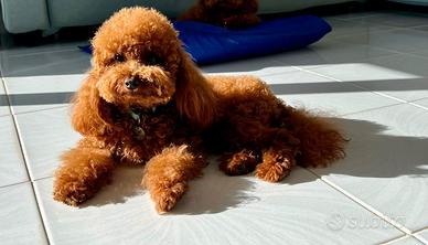 Barboncino mini toy red disponibile per monta