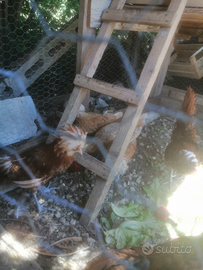 Galli padovani dal ciuffo