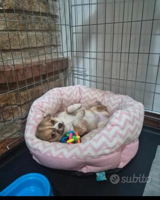 Chihuahua