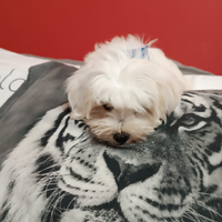 Maltese maschio accoppiamento