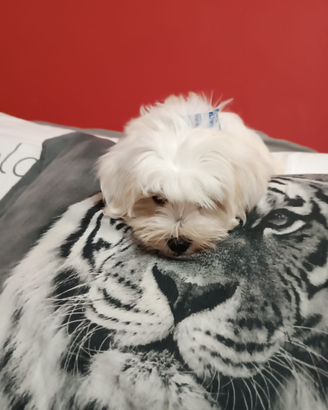 Maltese maschio accoppiamento