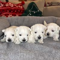 Cuccioli West Highland White Terrier