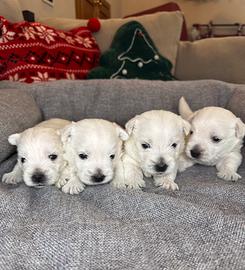 Cuccioli West Highland White Terrier