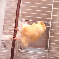 Canarino Arricciato padovano