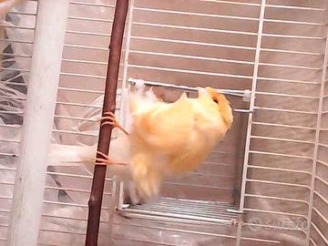 Canarino Arricciato padovano